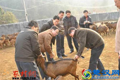 养这种羊经济效益好，可作为农民创业致富的捷径！