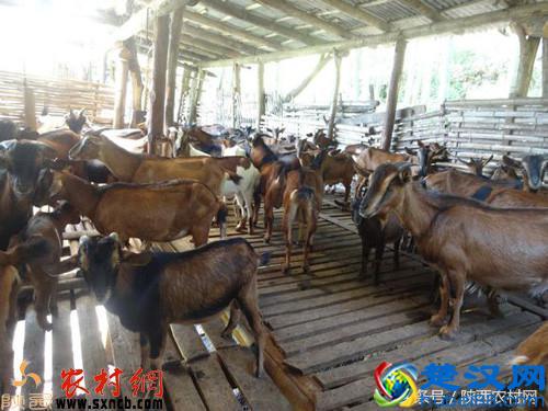 养这种羊经济效益好，可作为农民创业致富的捷径！