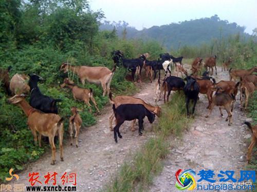 养这种羊经济效益好，可作为农民创业致富的捷径！