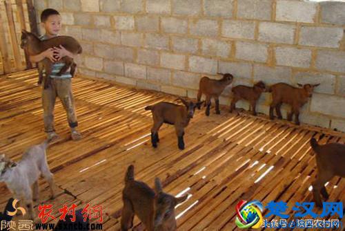 养这种羊经济效益好，可作为农民创业致富的捷径！