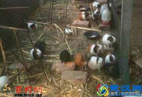 不要太多资金，就可以在农村做起来的好项目！