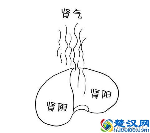 肾阴虚和肾阳虚的区别，乱补身体，小心你的身体健康