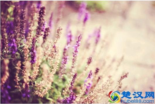 薰衣草精油的最新真实功效！如何正确使用薰衣草精油？