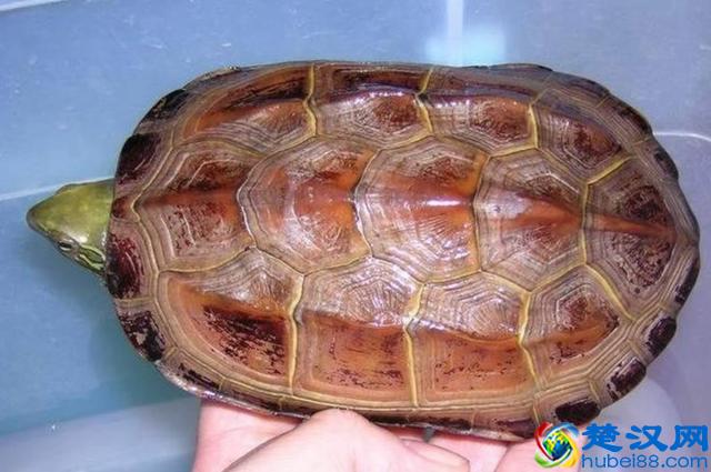 喜欢中华草龟？十年养龟经验总结！