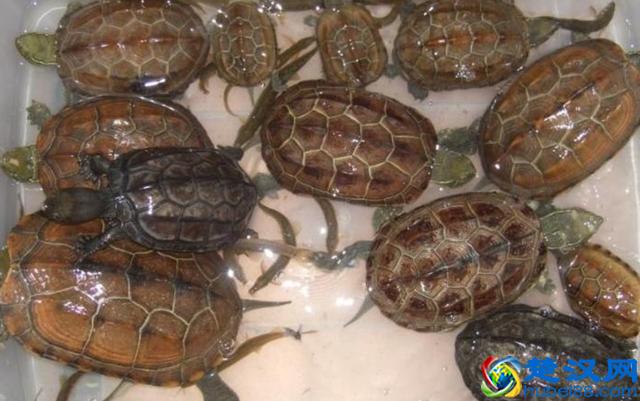 喜欢中华草龟？十年养龟经验总结！