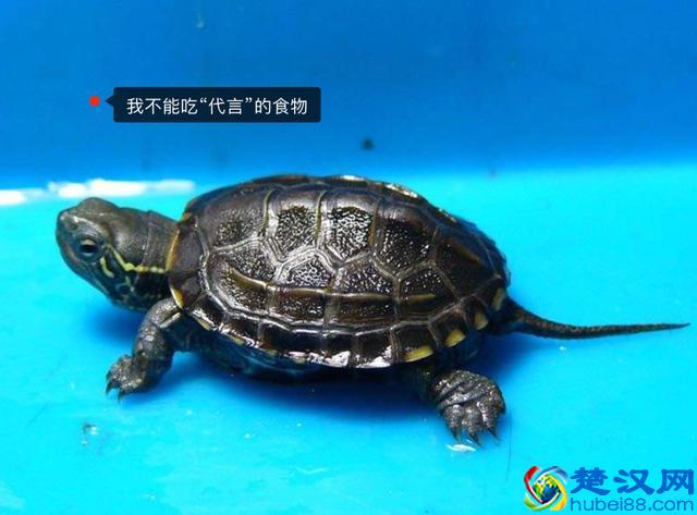 喜欢中华草龟？十年养龟经验总结！