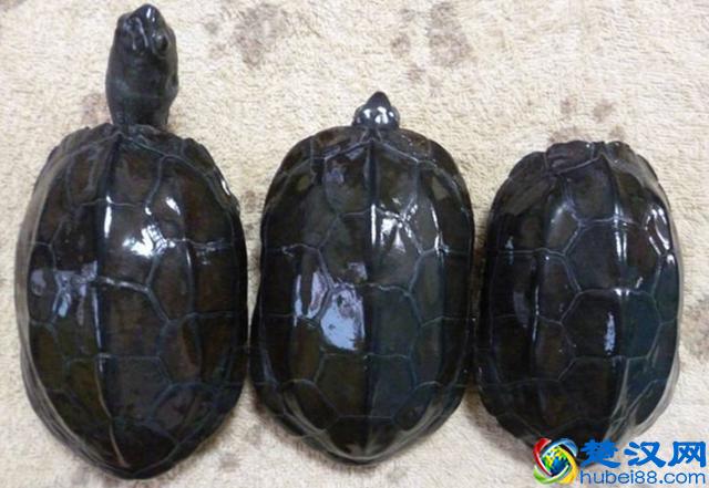 喜欢中华草龟？十年养龟经验总结！