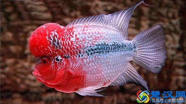 养好罗汉鱼要注意的4大事项