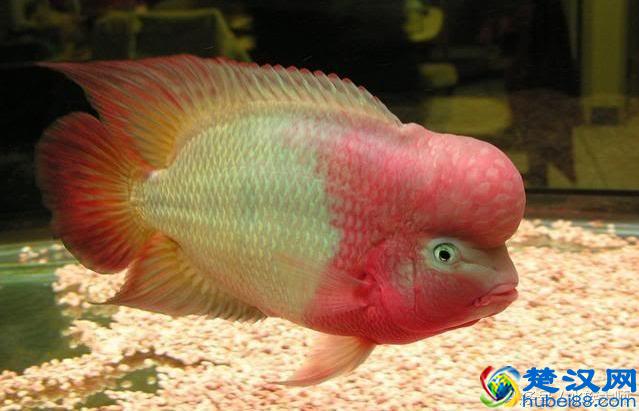 养好罗汉鱼要注意的4大事项