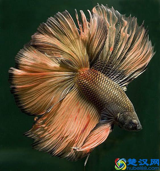 泰国斗鱼并不难饲养，养不好斗鱼的原因只有一个！