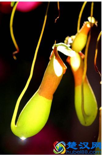 猪笼草怎么养，捕食是怎么捕食的？