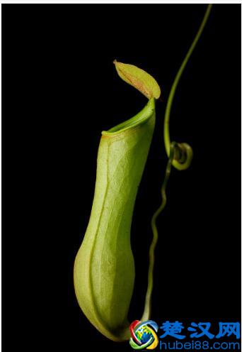 猪笼草怎么养，捕食是怎么捕食的？