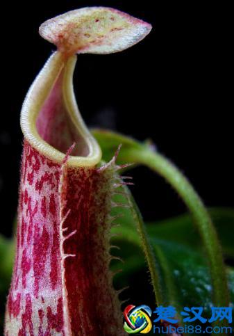 猪笼草怎么养，捕食是怎么捕食的？