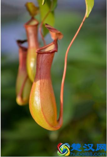 猪笼草怎么养，捕食是怎么捕食的？