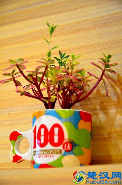 放牛斑--营养好喝的饮品就在放牛斑