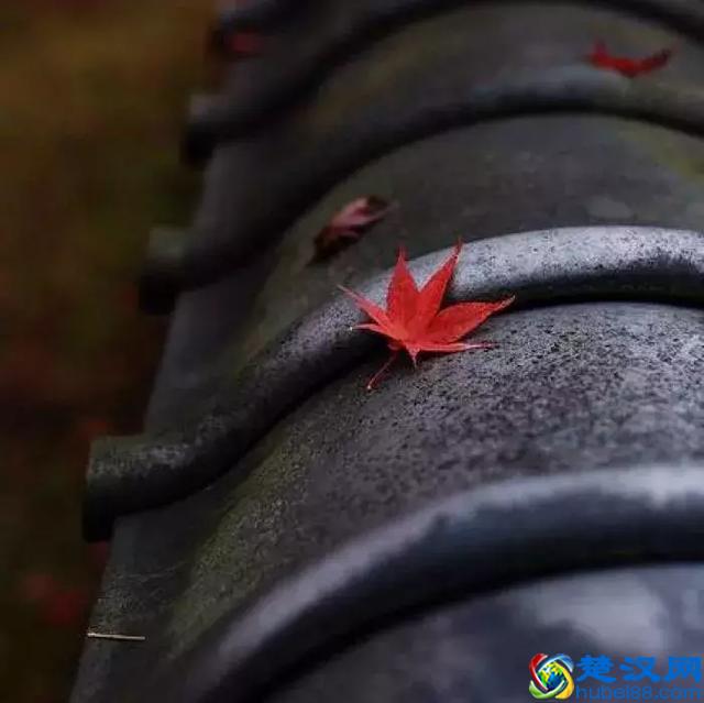 软文代发平台提供代写 不审核真假收费最低数十元