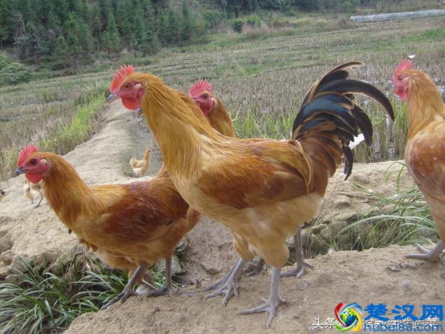 农村很多动物都怕蛇，唯独鸡见到蛇就啄 ，原来还有这样的传说