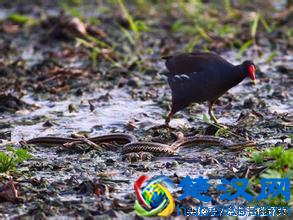 农村很多动物都怕蛇，唯独鸡见到蛇就啄 ，原来还有这样的传说