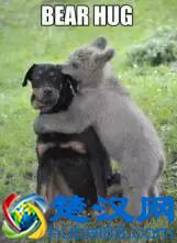 熟词生义D2｜bear到底有多少个意思？