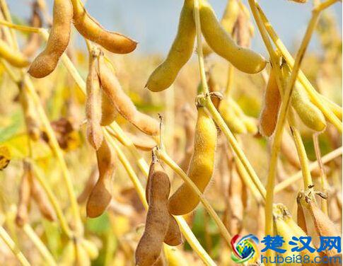 中国历史上的五谷到底指的是哪五种粮食作物？