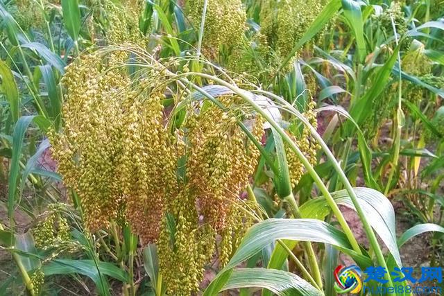 中国历史上的五谷到底指的是哪五种粮食作物？