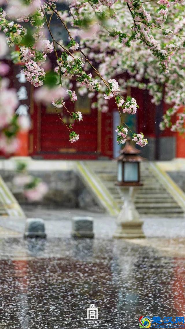 4月，花一开，故宫又美成了御花园！