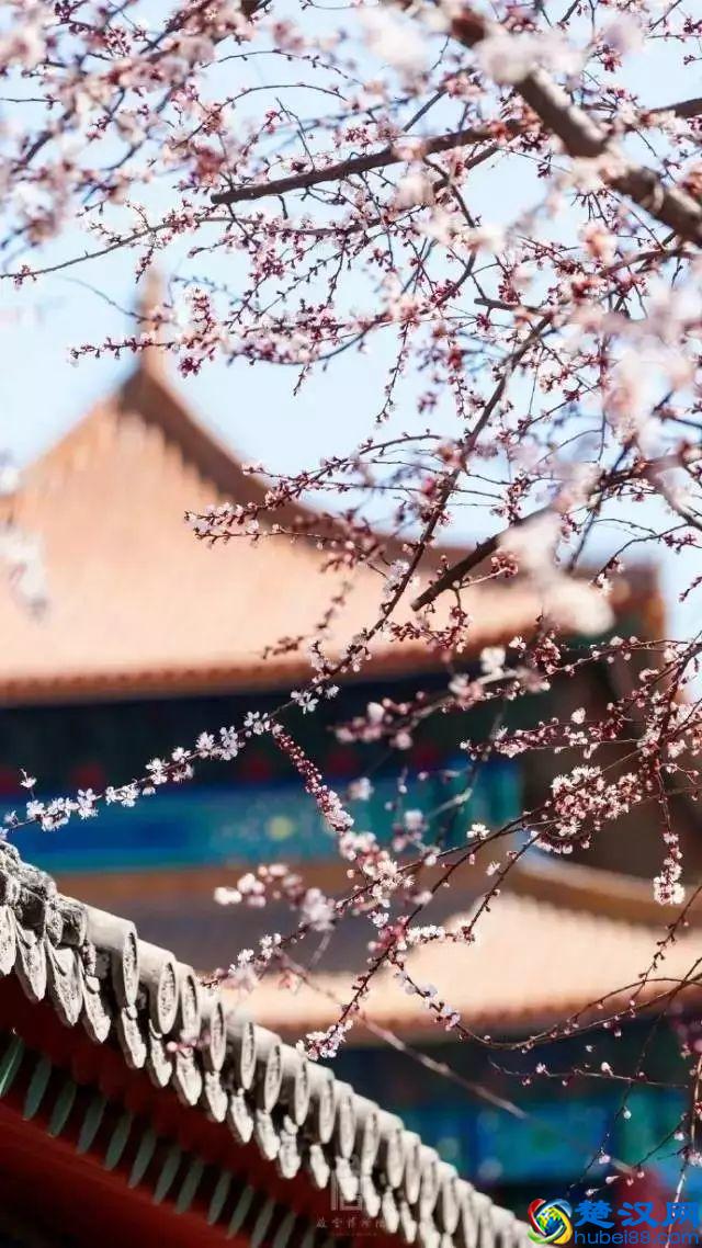 4月，花一开，故宫又美成了御花园！