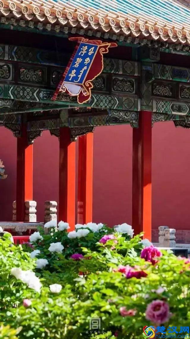 4月，花一开，故宫又美成了御花园！