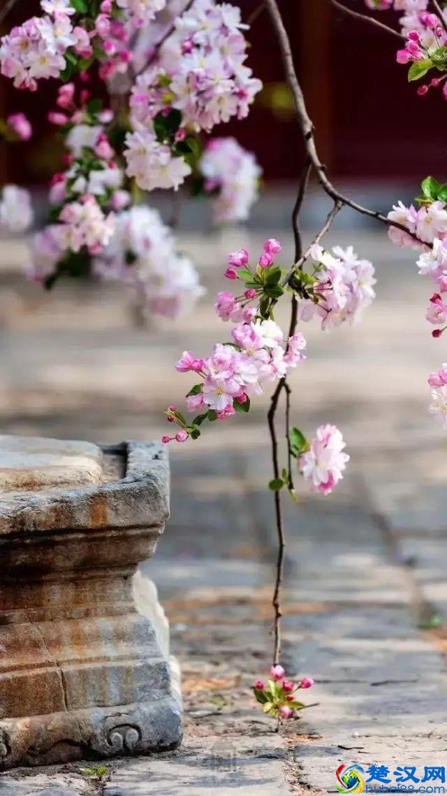 4月，花一开，故宫又美成了御花园！