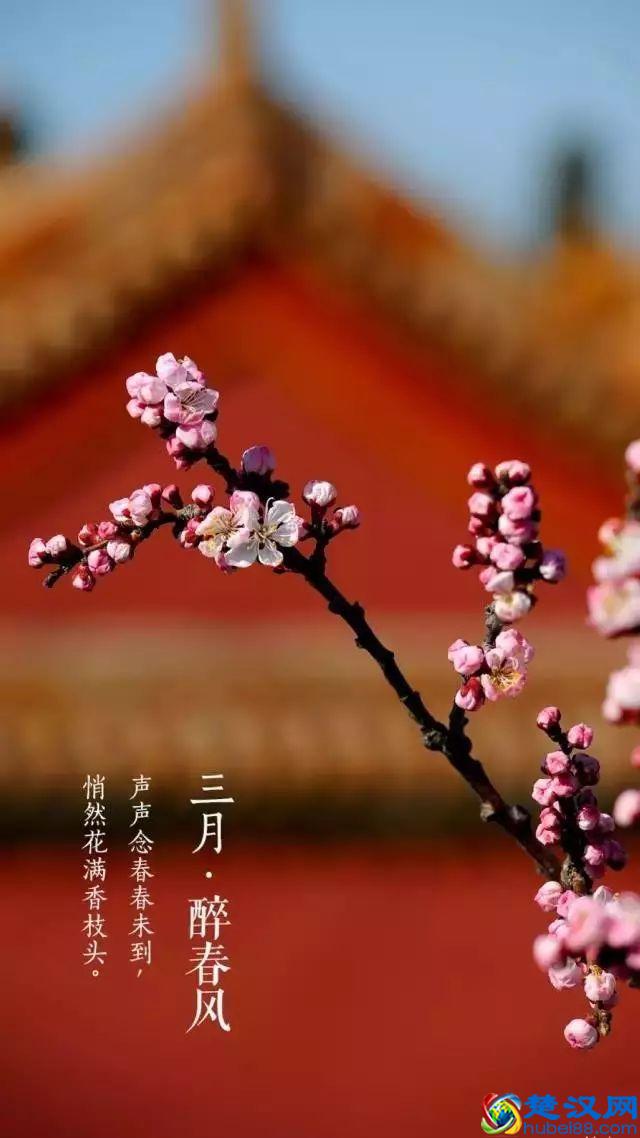 4月，花一开，故宫又美成了御花园！