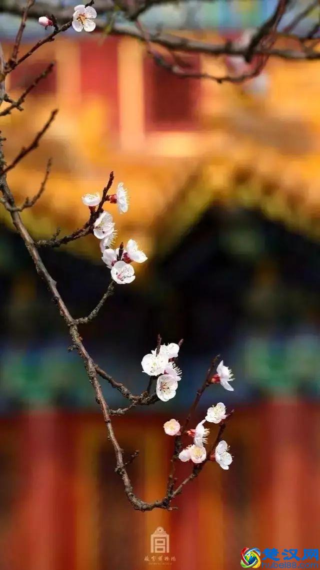 4月，花一开，故宫又美成了御花园！