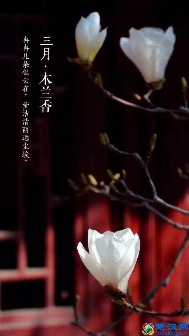 4月，花一开，故宫又美成了御花园！