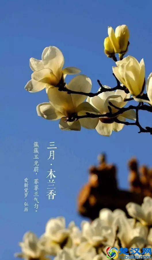 4月，花一开，故宫又美成了御花园！