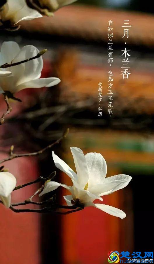 4月，花一开，故宫又美成了御花园！