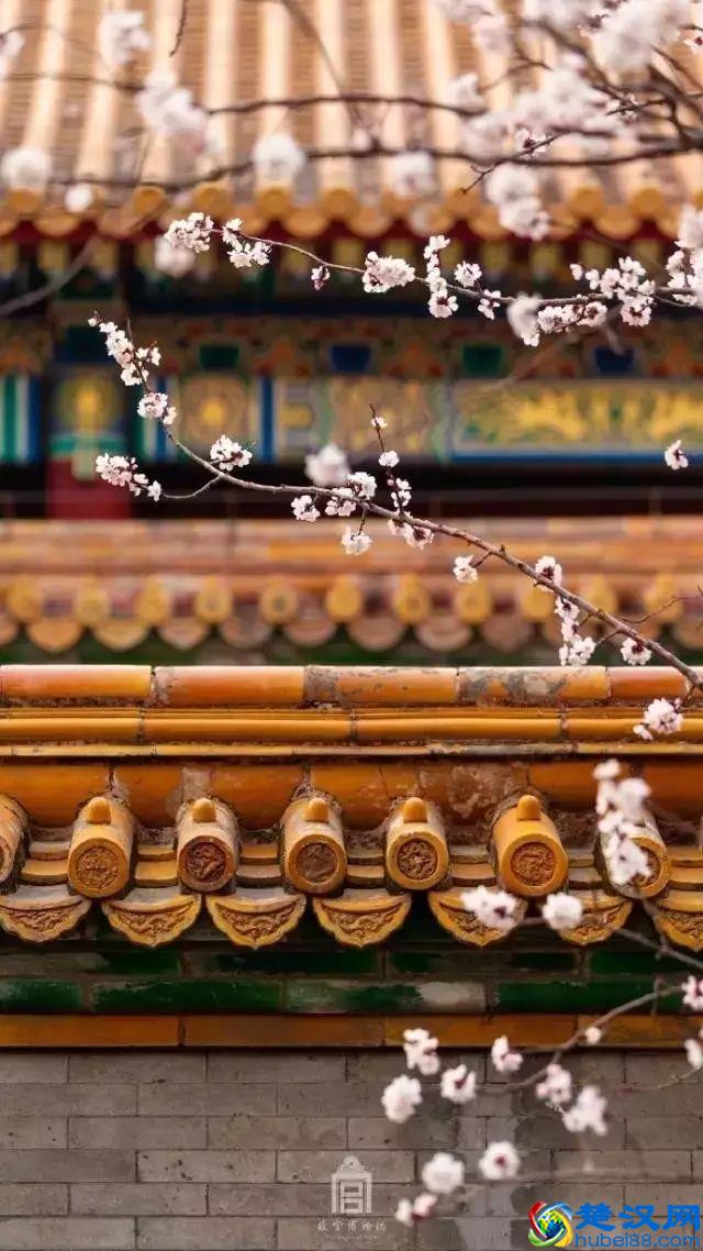 4月，花一开，故宫又美成了御花园！