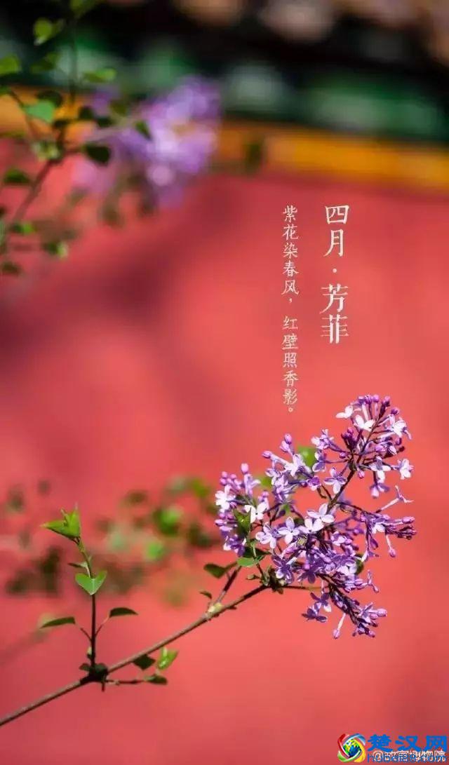 4月，花一开，故宫又美成了御花园！
