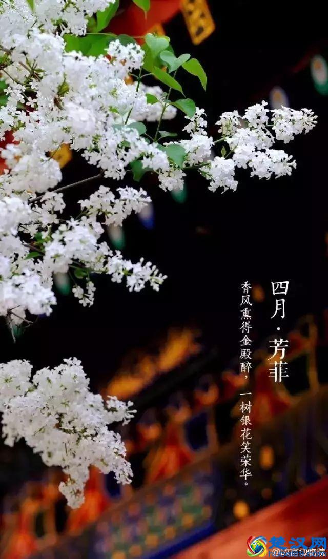 4月，花一开，故宫又美成了御花园！