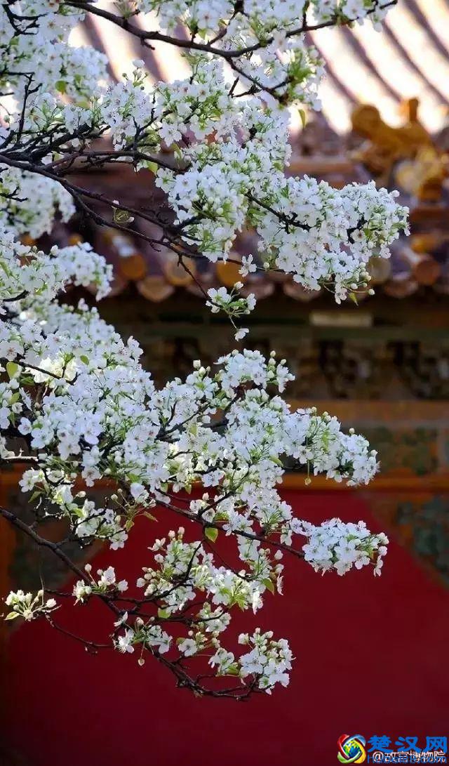 4月，花一开，故宫又美成了御花园！