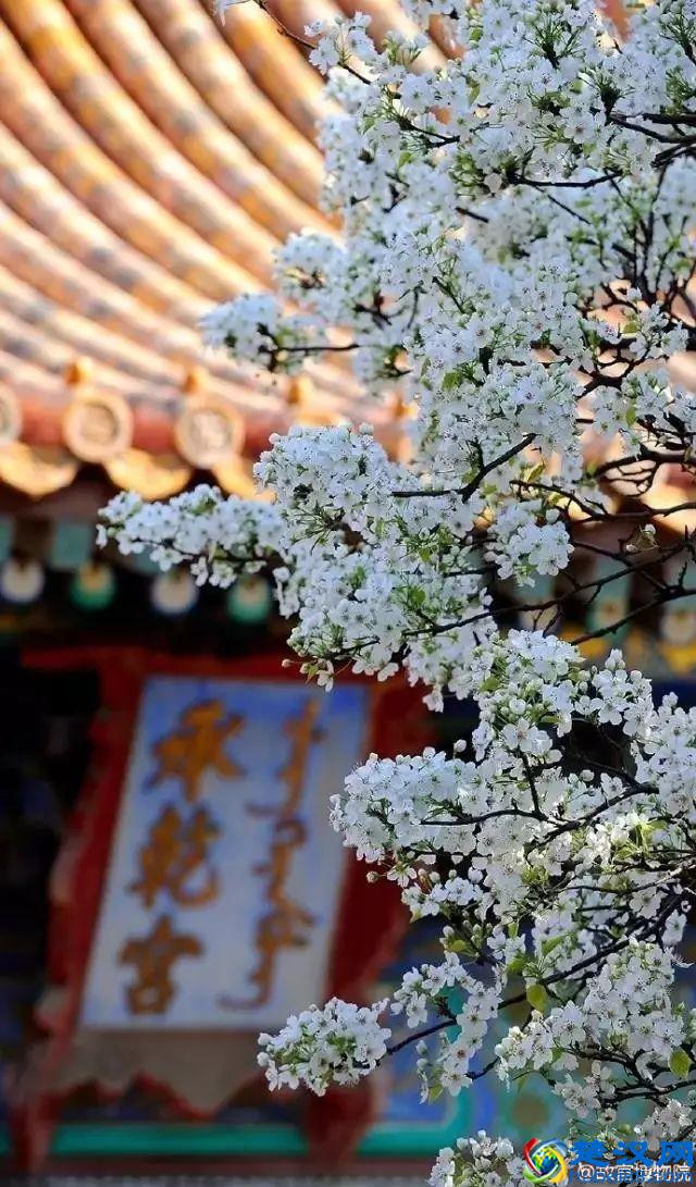 4月，花一开，故宫又美成了御花园！