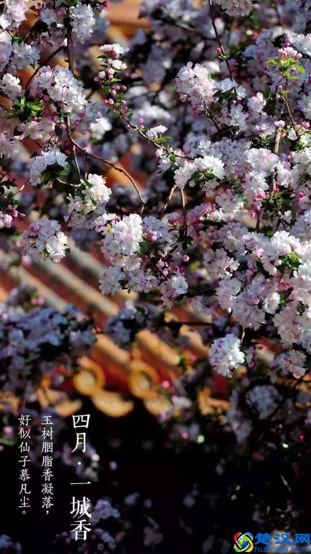 4月，花一开，故宫又美成了御花园！