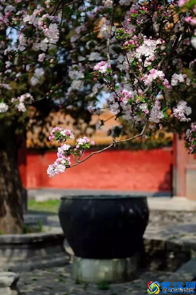 4月，花一开，故宫又美成了御花园！