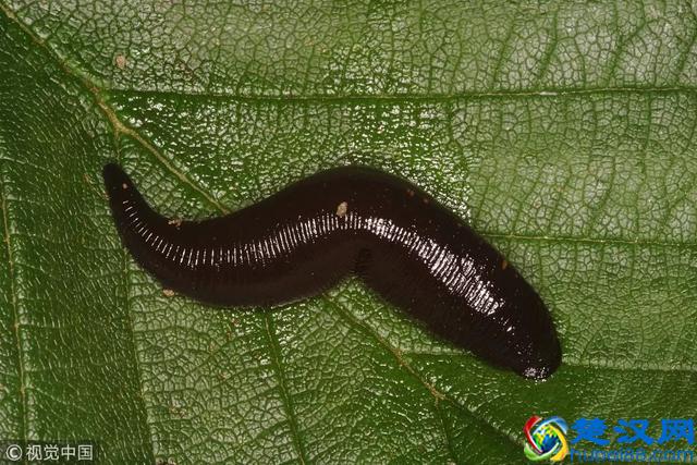 养肝护肝，多喝这6种茶！快告诉身边肝不好的人