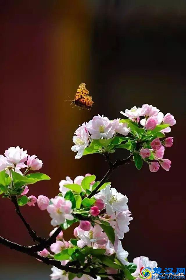 4月，花一开，故宫又美成了御花园！