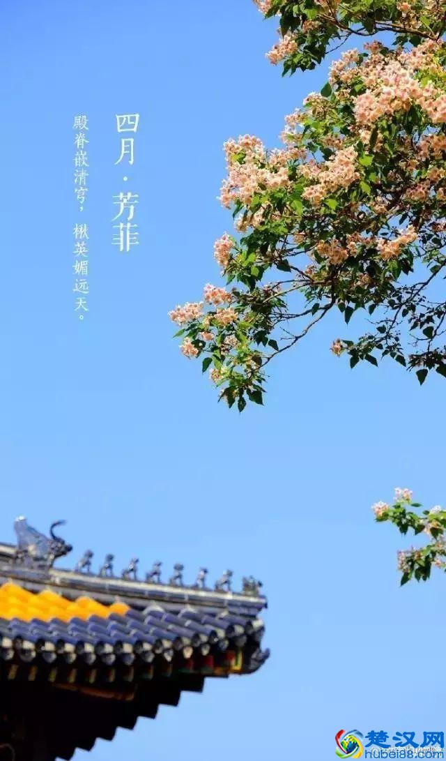 4月，花一开，故宫又美成了御花园！