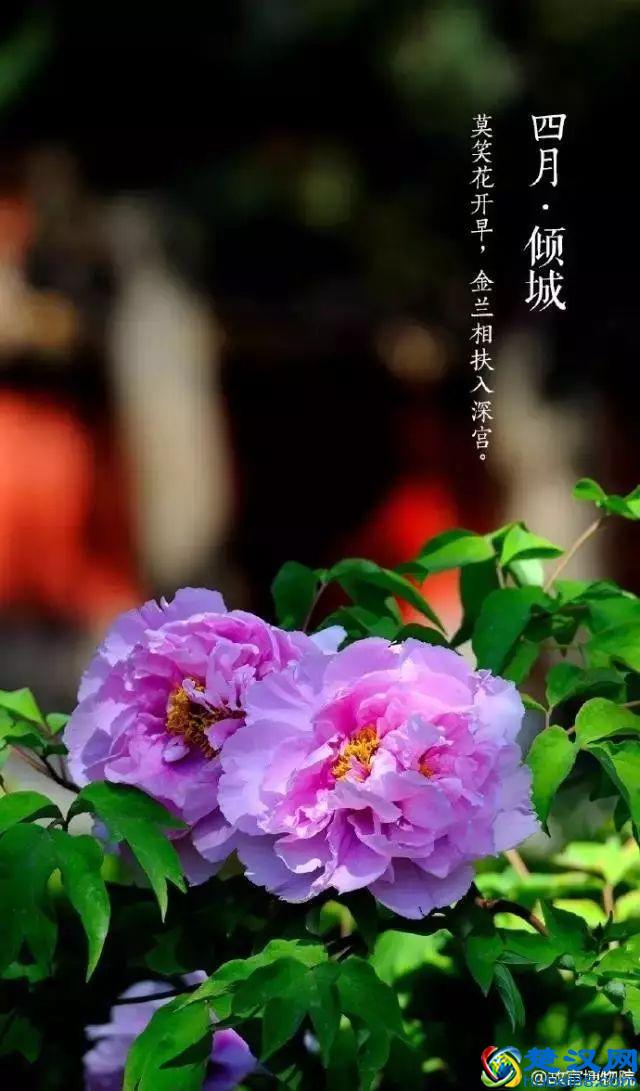 4月，花一开，故宫又美成了御花园！