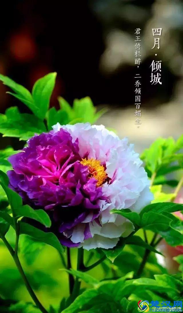 4月，花一开，故宫又美成了御花园！