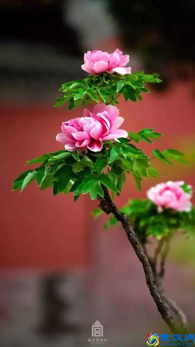 4月，花一开，故宫又美成了御花园！