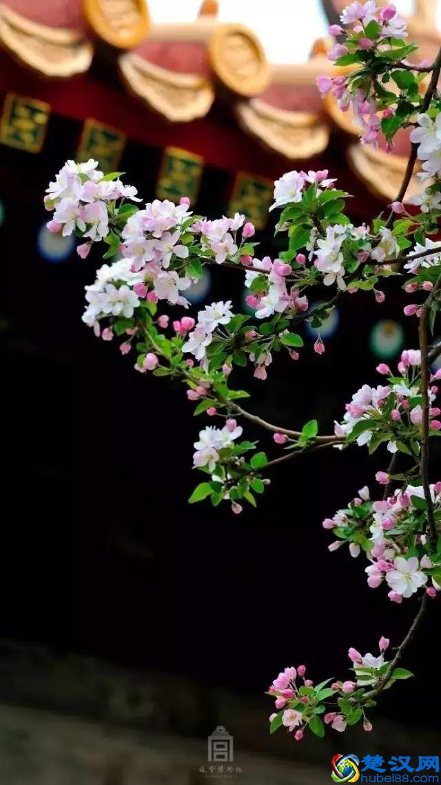 4月，花一开，故宫又美成了御花园！