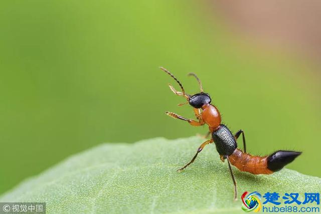 肝火旺盛的人吃什么水果好呢？这6个都榜上有名，快吃一吃