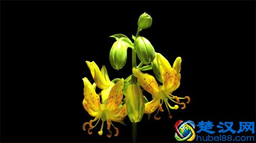 空谷幽兰，孤独也芬芳